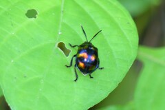 Platycorynus pyrospilotus