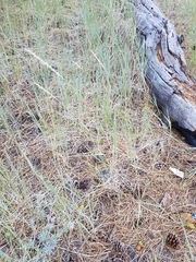 Elymus lanceolatus lanceolatus