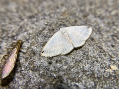 Lomographa percnosticta