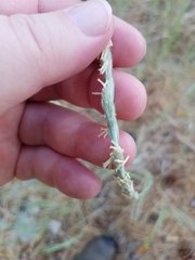 Elymus lanceolatus lanceolatus