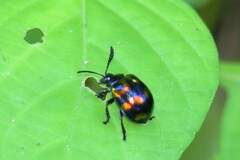 Platycorynus pyrospilotus