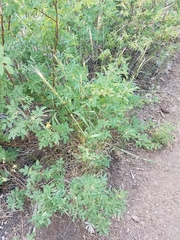 Elymus glaucus glaucus