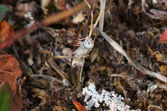 Plutella hyperboreella