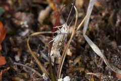 Plutella hyperboreella
