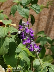 Xylocopa phalothorax