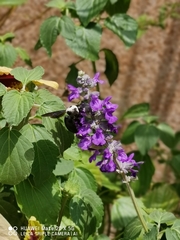 Xylocopa phalothorax