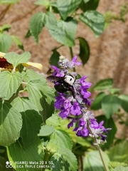 Xylocopa phalothorax