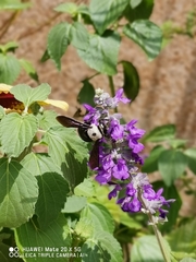 Xylocopa phalothorax