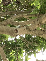 Cryptotympana facialis