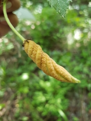 Helicteres baruensis