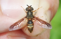 Hermetia comstocki