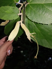 Helicteres baruensis