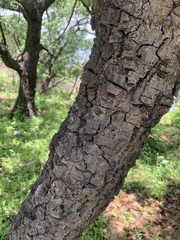 Quercus albocincta