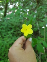 Haplophyton cimicidum