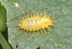 Epilachna tredecimnotata