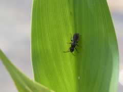 Dufourea novaeangliae