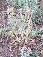 Cirsium cymosum