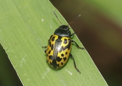 Zygogramma signatipennis