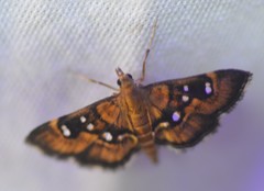 Diathrausta harlequinalis