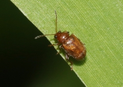 Epitrix flavotestacea