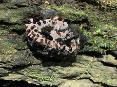 Camarops