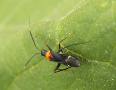 Pseudoxenetus regalis