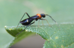 Pseudoxenetus regalis