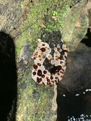 Camarops