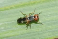 Eumecosomyia