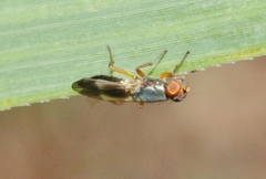 Eumecosomyia