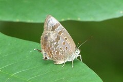 Arhopala agaba