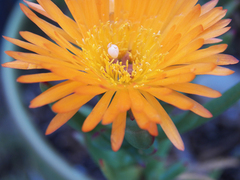 Lampranthus aureus