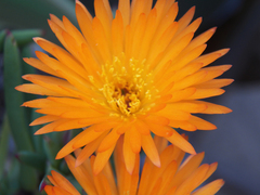 Lampranthus aureus