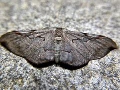 Hypochrosis baenzigeri