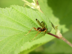 Spilopteron vicinum