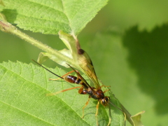 Spilopteron vicinum