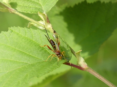 Spilopteron vicinum