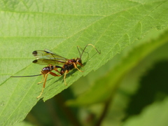 Spilopteron vicinum