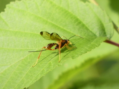 Spilopteron vicinum
