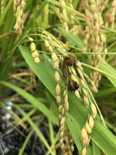 Ustilaginoidea virens