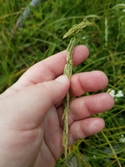 Agrostis exarata
