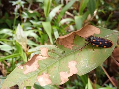 Mahanarva costaricensis
