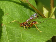 Spilopteron vicinum
