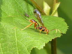 Spilopteron vicinum