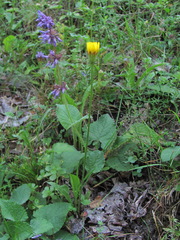 Leontodon caucasicus