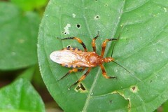 Sphedanolestes xiongi