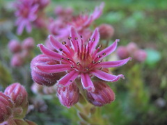 Sempervivum pumilum