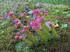 Sempervivum pumilum