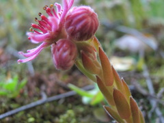 Sempervivum pumilum