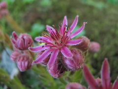 Sempervivum pumilum